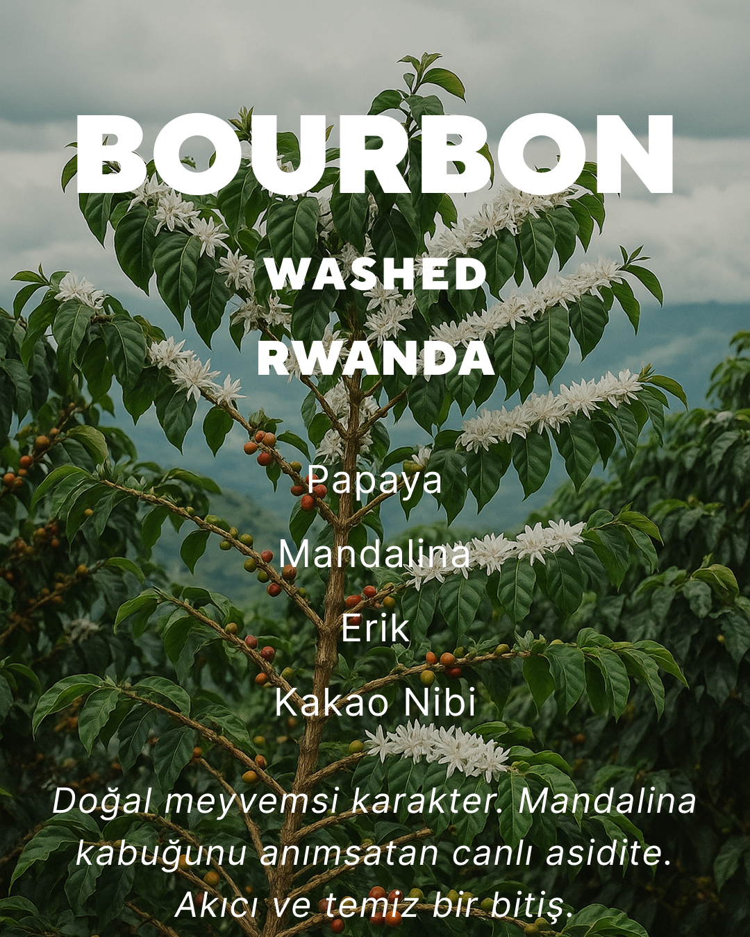 Bourbon - Rwanda