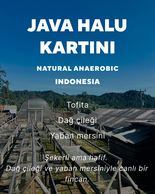 Java Halu Kartini - Indonesia