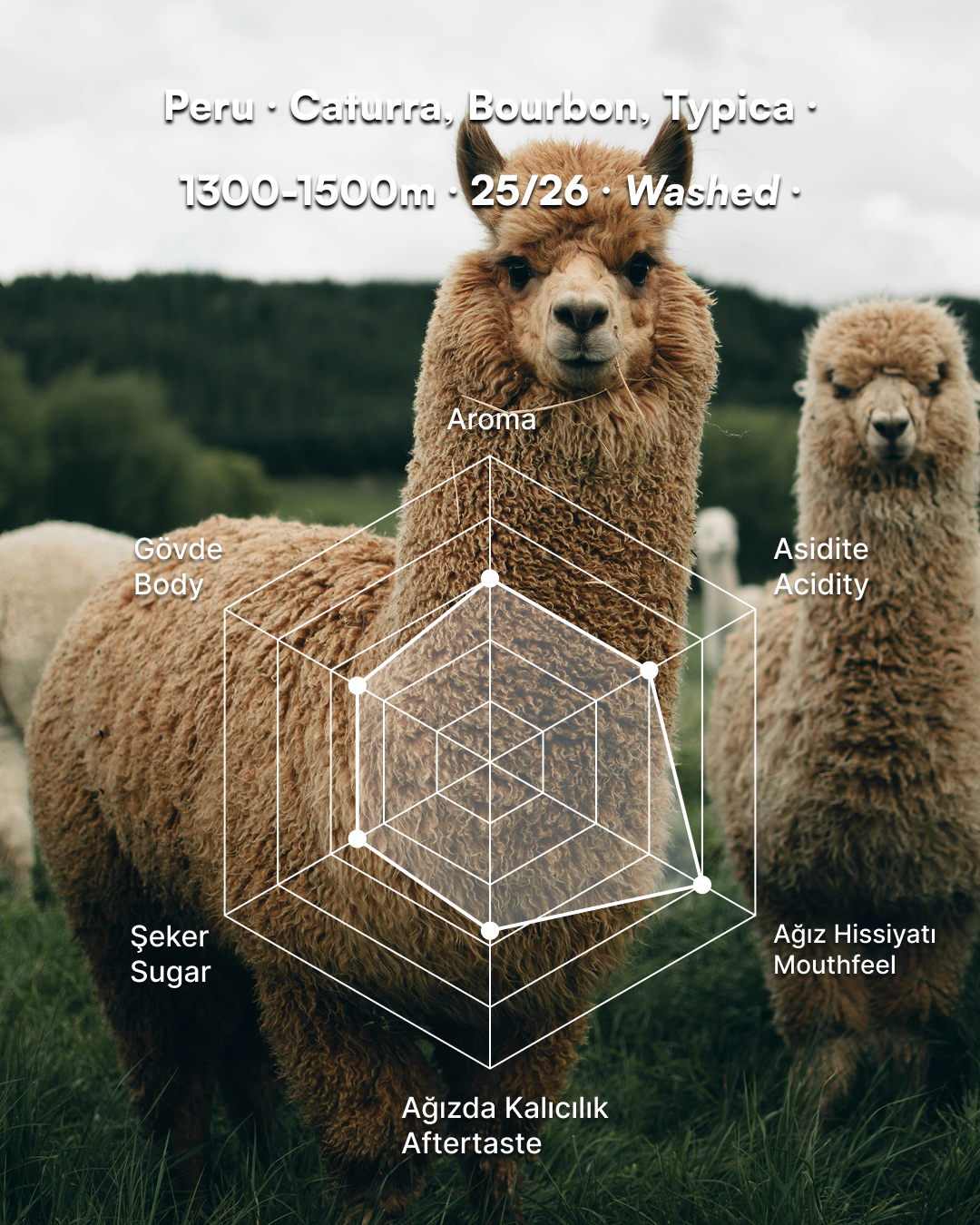 Alpaca - Peru