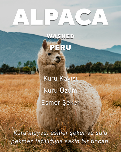 Alpaca - Peru