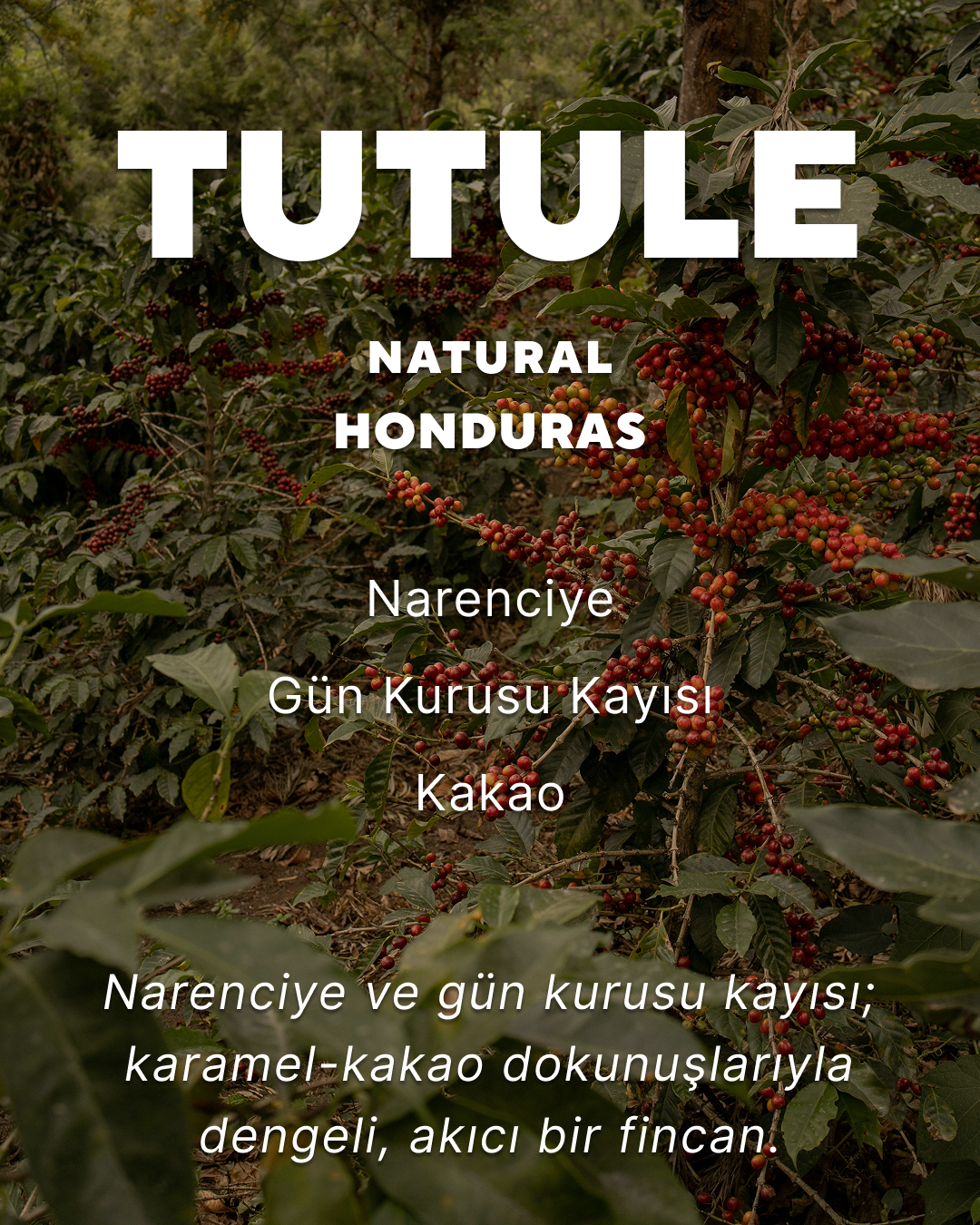 Tutule - Honduras